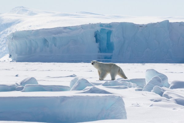 lone polar bear in the arctic