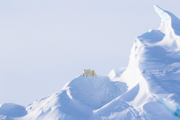 Polar bear in the arctic