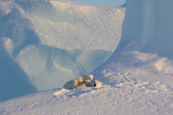 polar bear and cub laying in snow