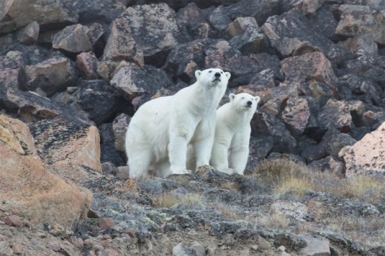 polar bears glaciers baffin island 2016 arctic kingdom