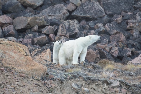 What Are Summer Polar Bears Up To? - Arctic Kingdom