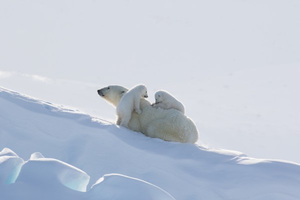 Polar bear mother and cubs