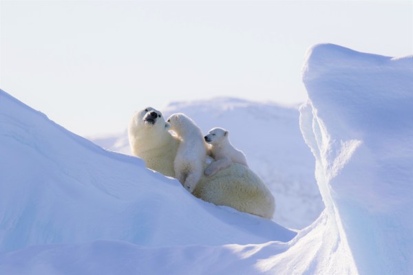 Polar bear with cubs in arctic