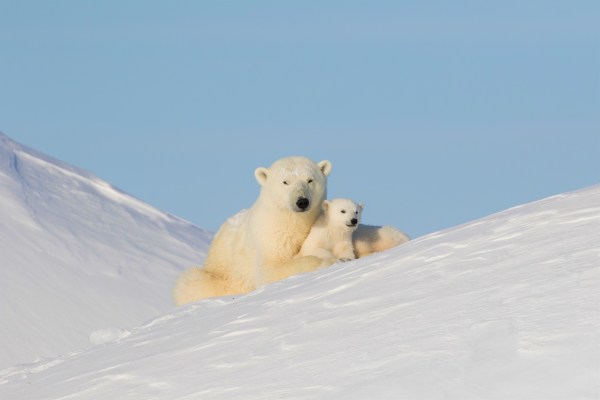 Arctic Safari