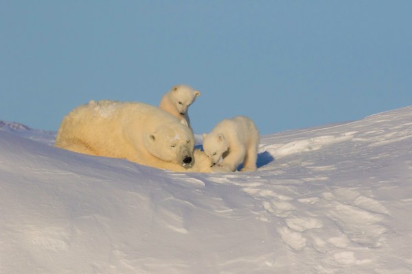 Polar bear and cubs on snowy hill