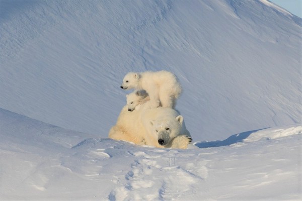 Polar bears in the spring