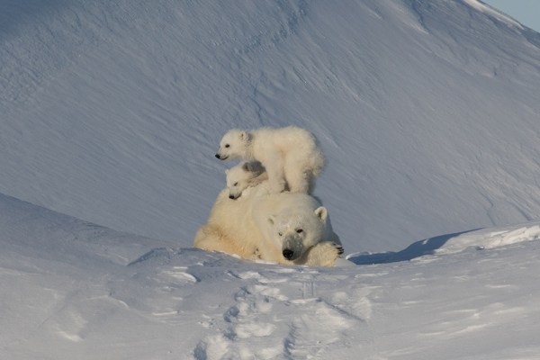 Polar bear family