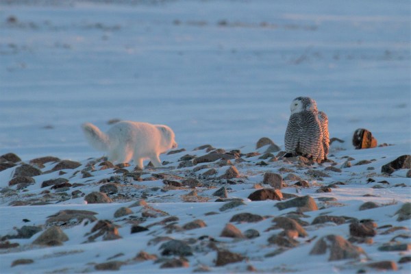 an arctic fox and arctic owl on land