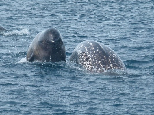 two narwhals emerging above water