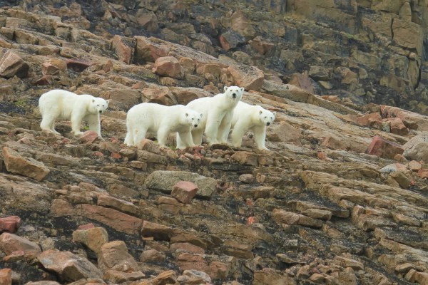 four polar bears roaming along rocky landscape