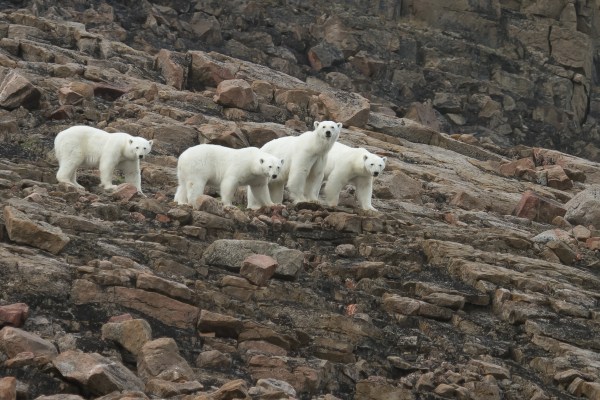 group of polar bears on rocky arctic cliff