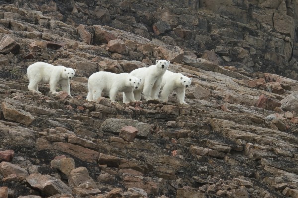 Polar bears ashore