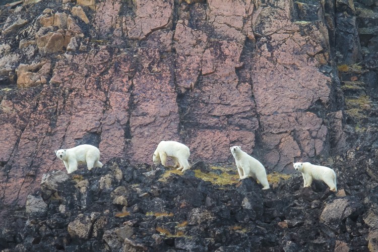 Polar bears in Qikiqtarjuaq