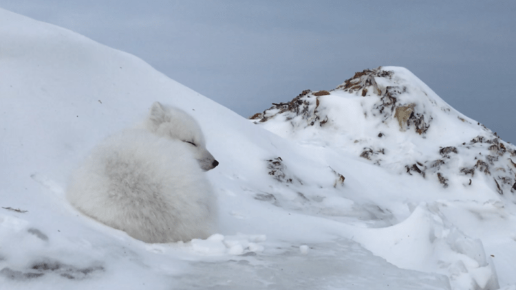Friendly Arctic Fox Greets Explorers - Arctic Kingdom