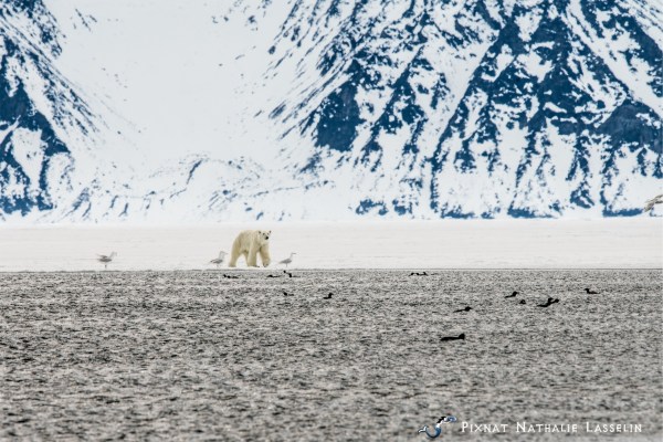 polar bear at floe edge