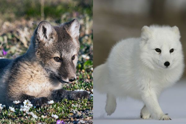Arctic fox in summer and winter