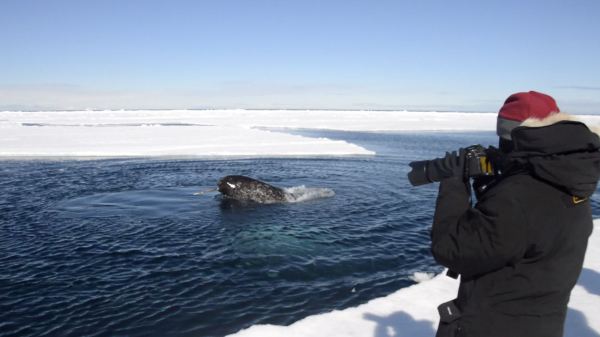 our floe edge trips offer a front row seat for whale watching