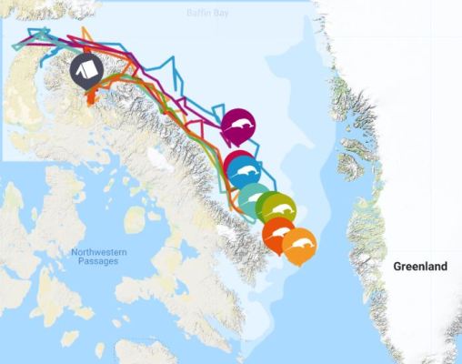 narwhal viewing map along baffin bay