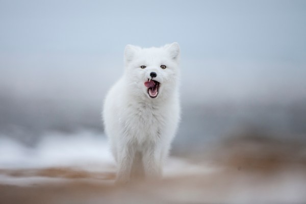 Arctic Fox - Changing Colour