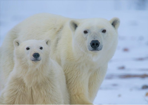 polar bear and cub in the arctic