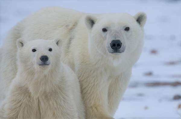 Eye level angle of polar bear and cub
