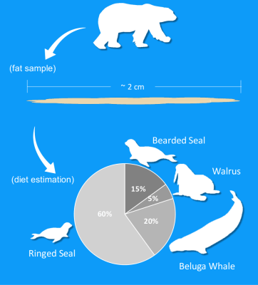 Polar bear fat estimation