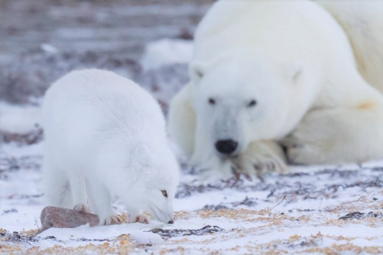 Arctic wildlife