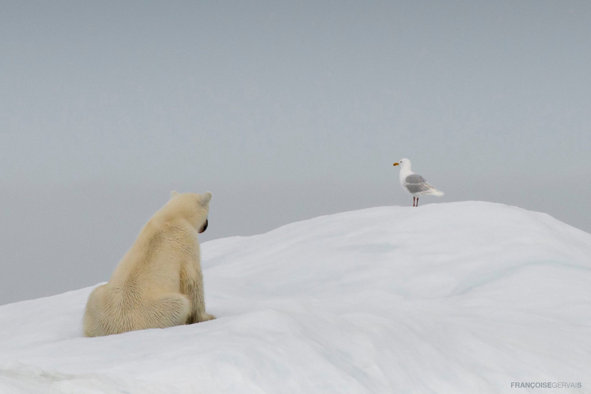 Francois Gervaise - iceberg and polar bear1
