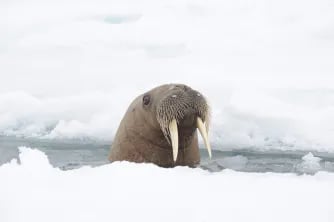 Maria_March__Walrus_head_DSC_2398 (1)