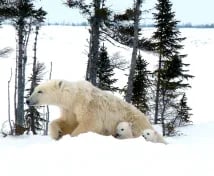 Lynette-Reid_Polar_bear_cubs_Canada-2011-879