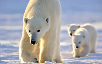 Polar-Bear-Lodge_-by-Michelle-Valberg-_MV83873