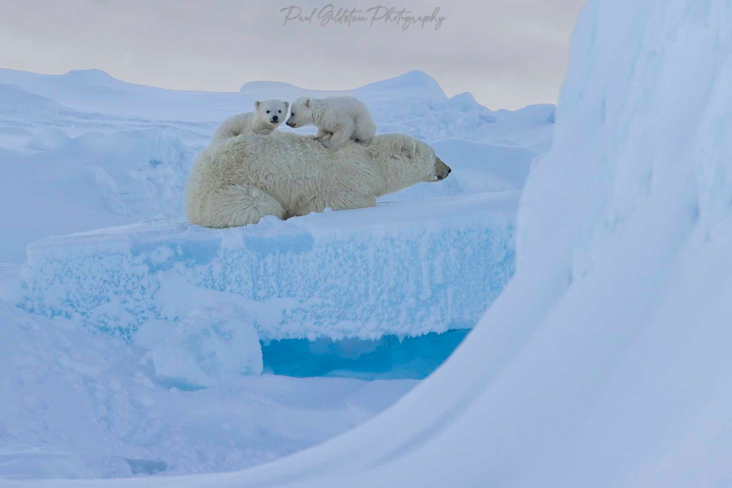 Spring Polar Bears & Icebergs of South Baffin Island