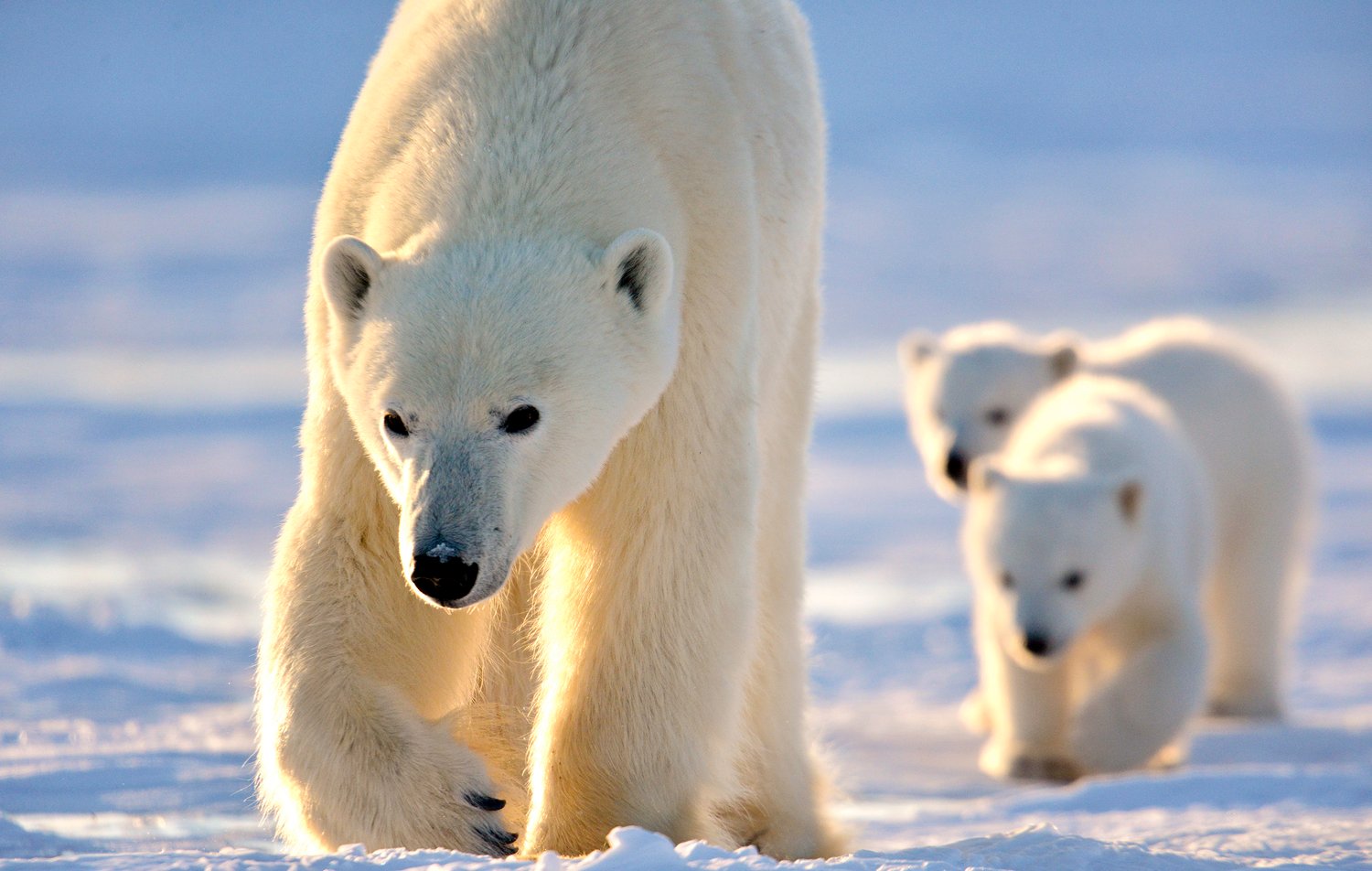 Polar Bear Mother & Newborn Cubs Safari