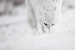 Arctic_fox_Noel_Hendrickson_polar-16
