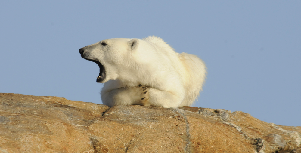 Polar Bears and Glaciers of Baffin Island