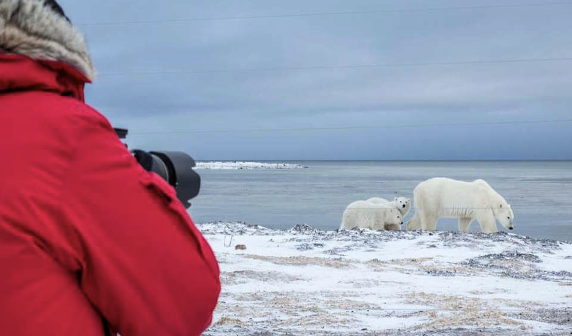 Polar Bear Migration Fly-In Safari by Arctic Kingdom12