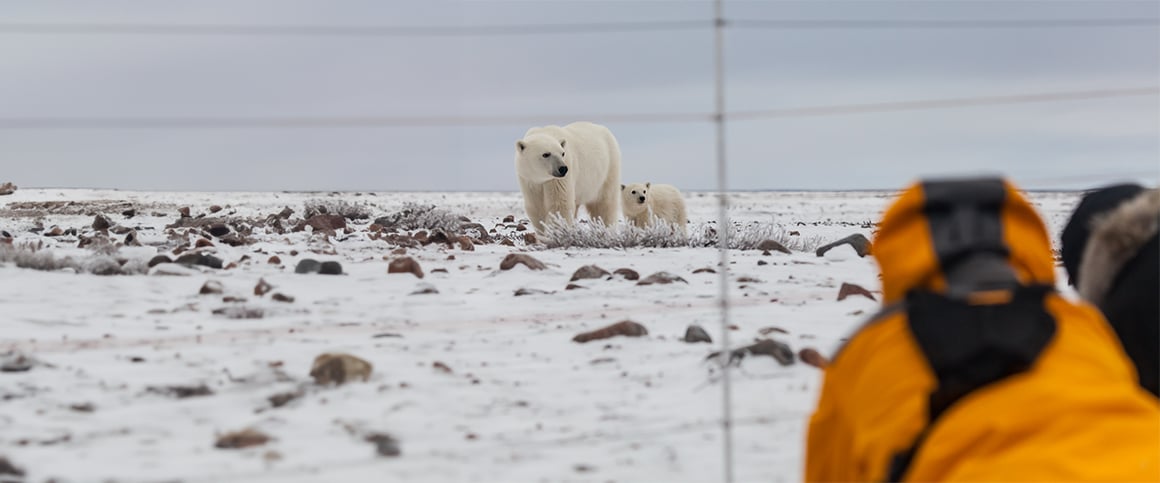 Polar-Viewing