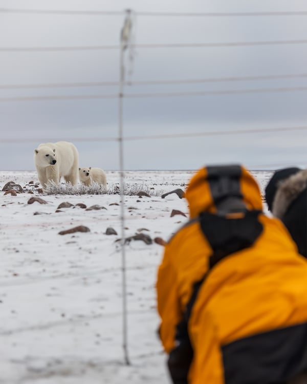 Polar Bear Migration Fly-In Safari