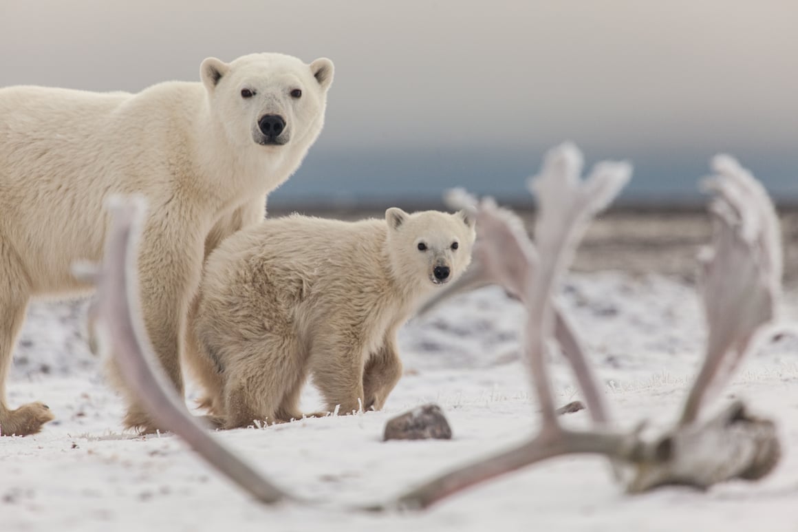 Mother and cub polar bears