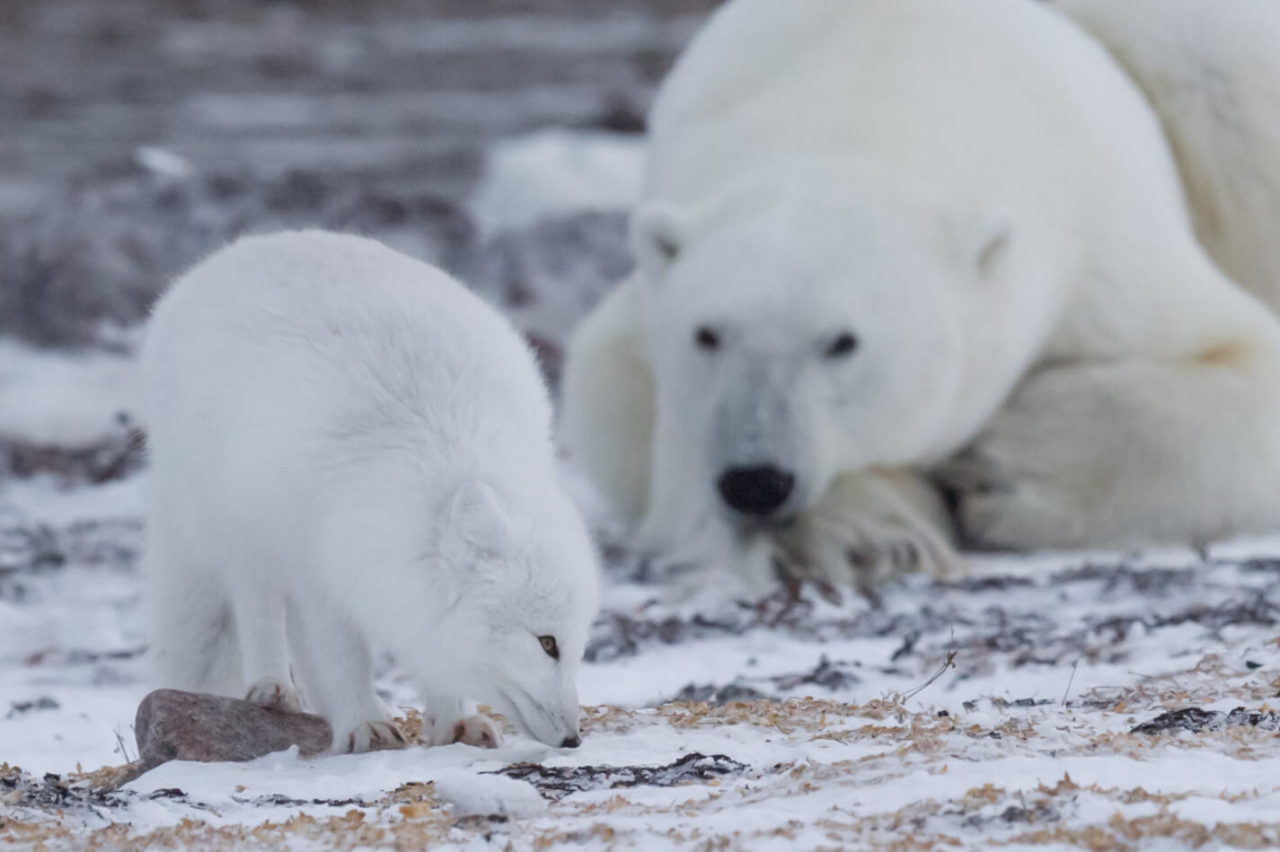 Animals-In-The-Arctic