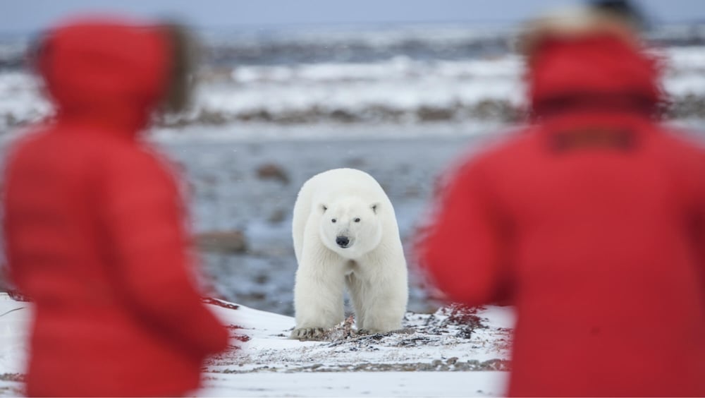 Polar Fly Polar Bear Fly-In Migration Safari – STLUZ