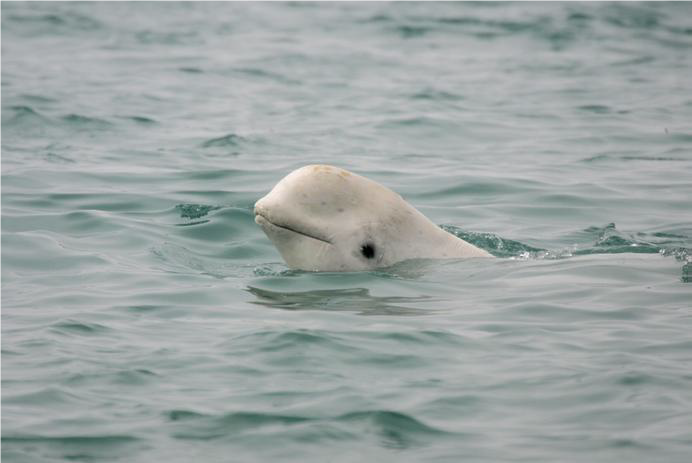 beluga