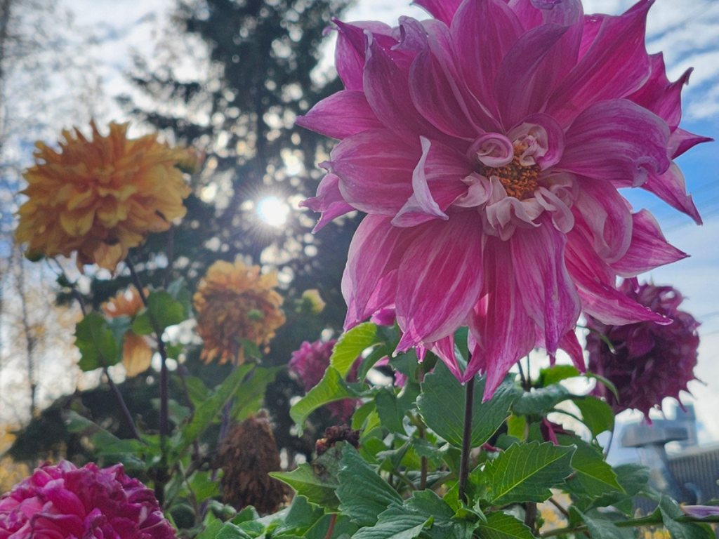 dahlias in yellowknife