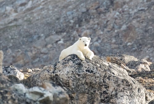 Polar Bears & Glaciers of Baffin Island