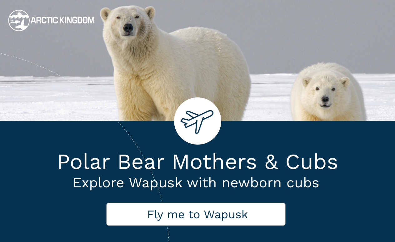 polar bear mother and cubs trip