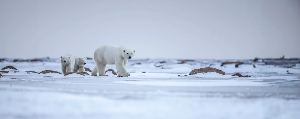 Churchill polar bear tours