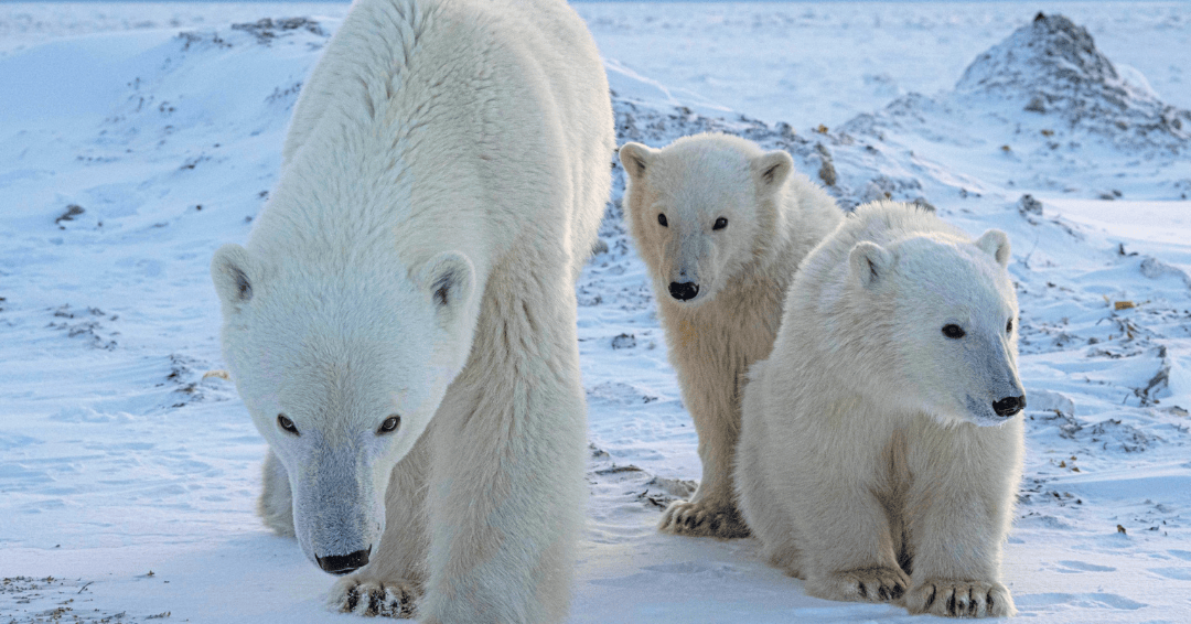 mother and cubs