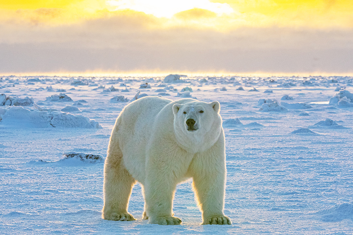 polar bear on icy landscape