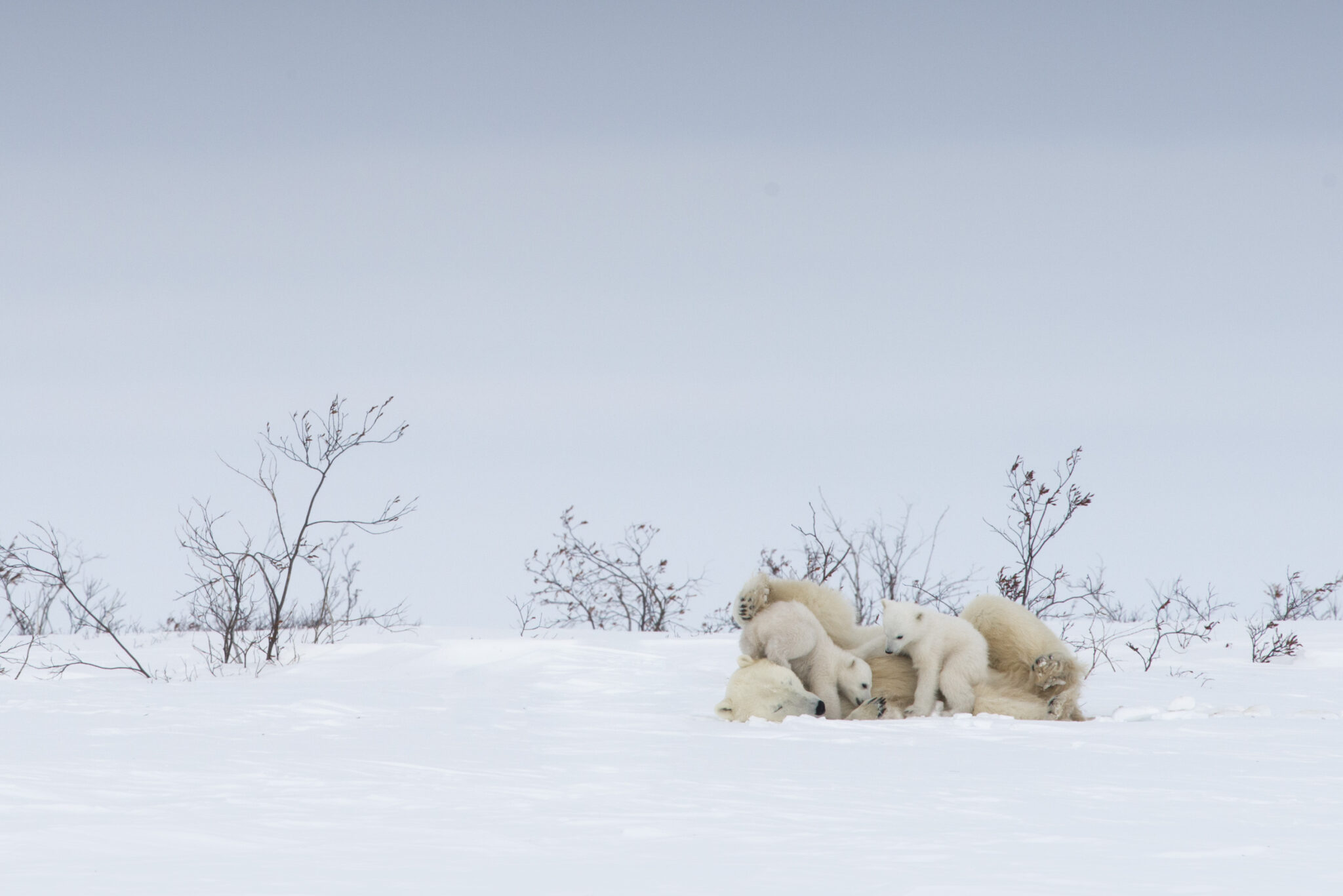 Newborn Polar Bear Cubs Are Emerging Soon! Arctic Kingdom