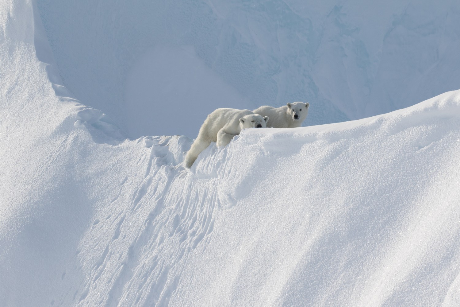 Spring Polar Bear Safari & Hudson Bay Polar Bear Cabin